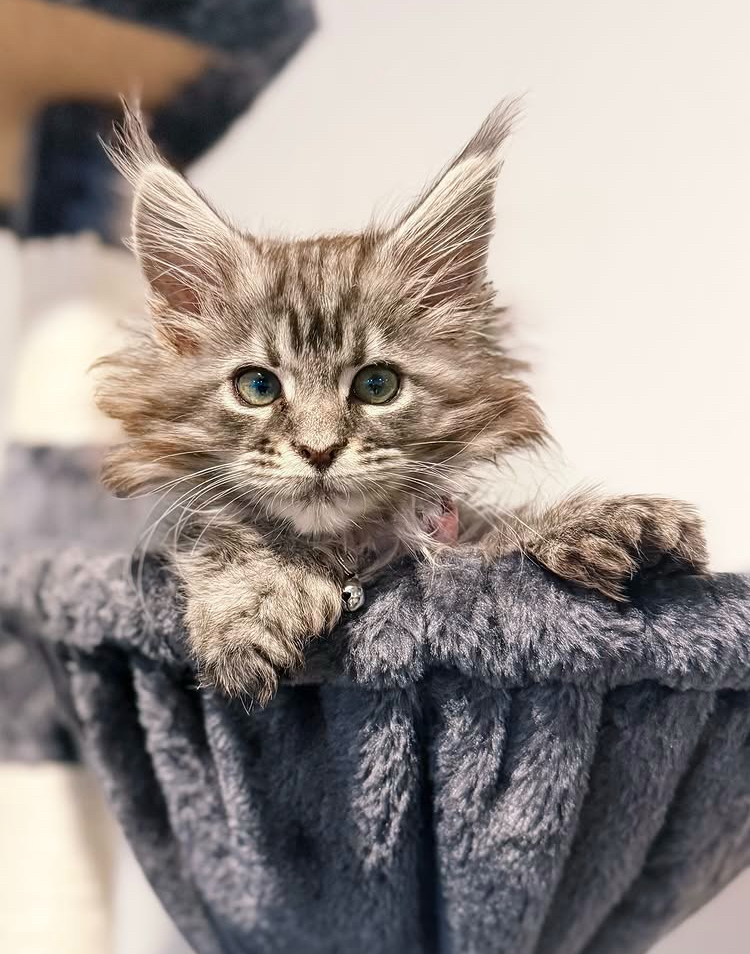 Willow 