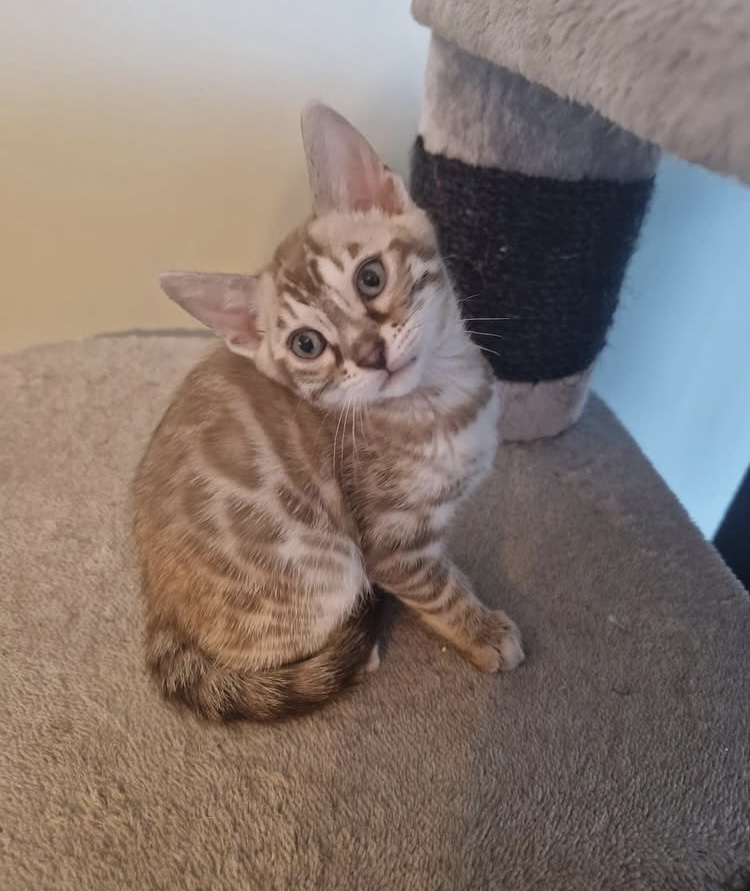 RAJ