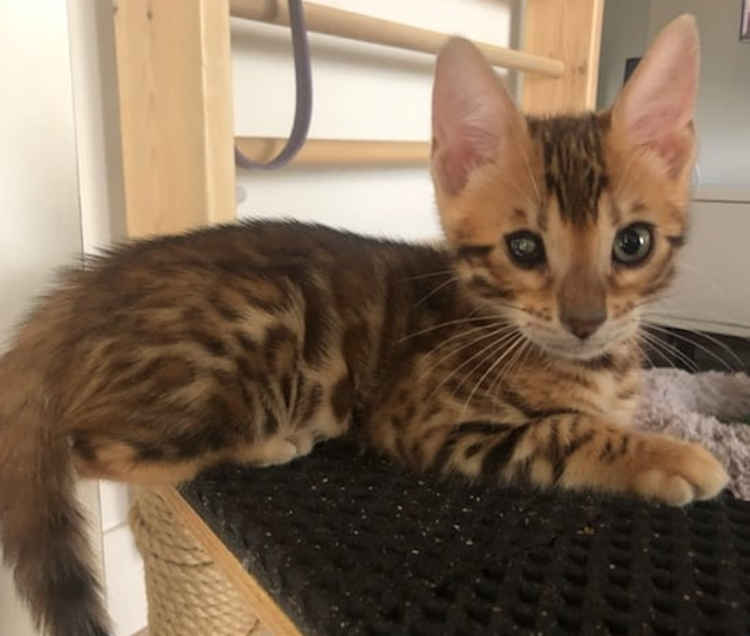 NALA