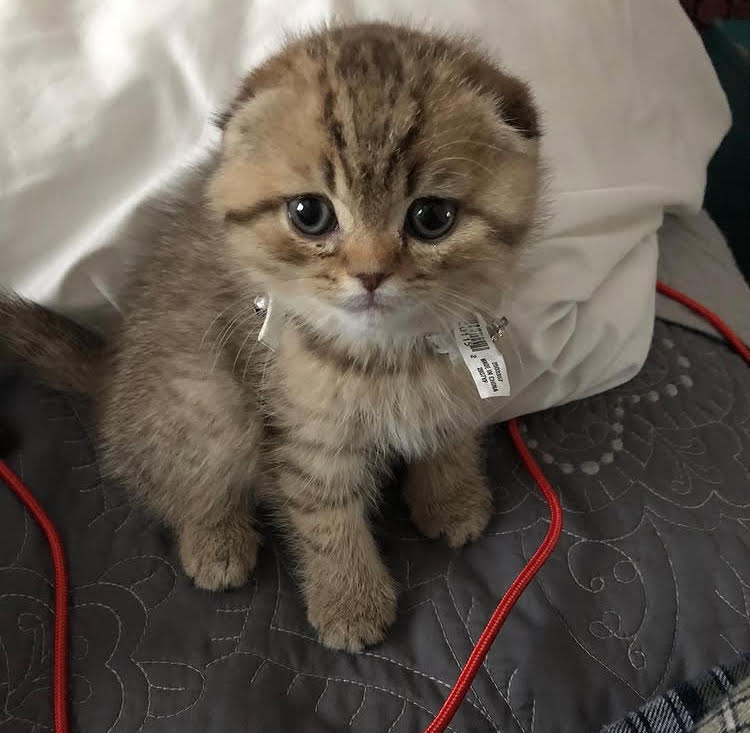 BOWIE