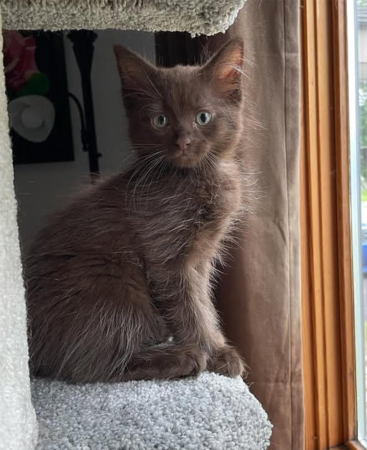 LEO 