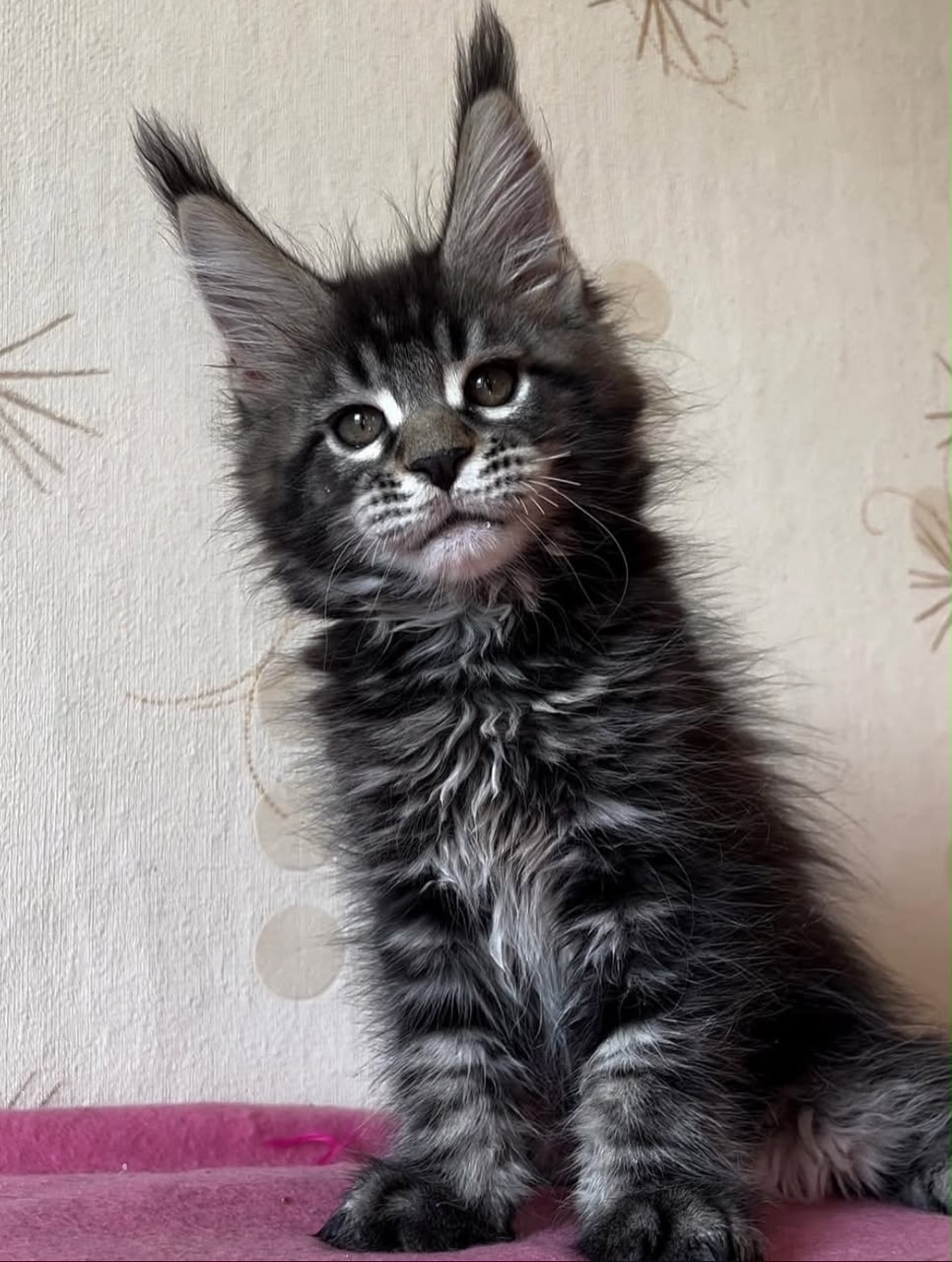 Gandalf